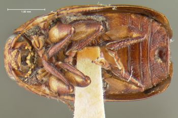 Media type: image;   Entomology 24999 Aspect: habitus ventral view